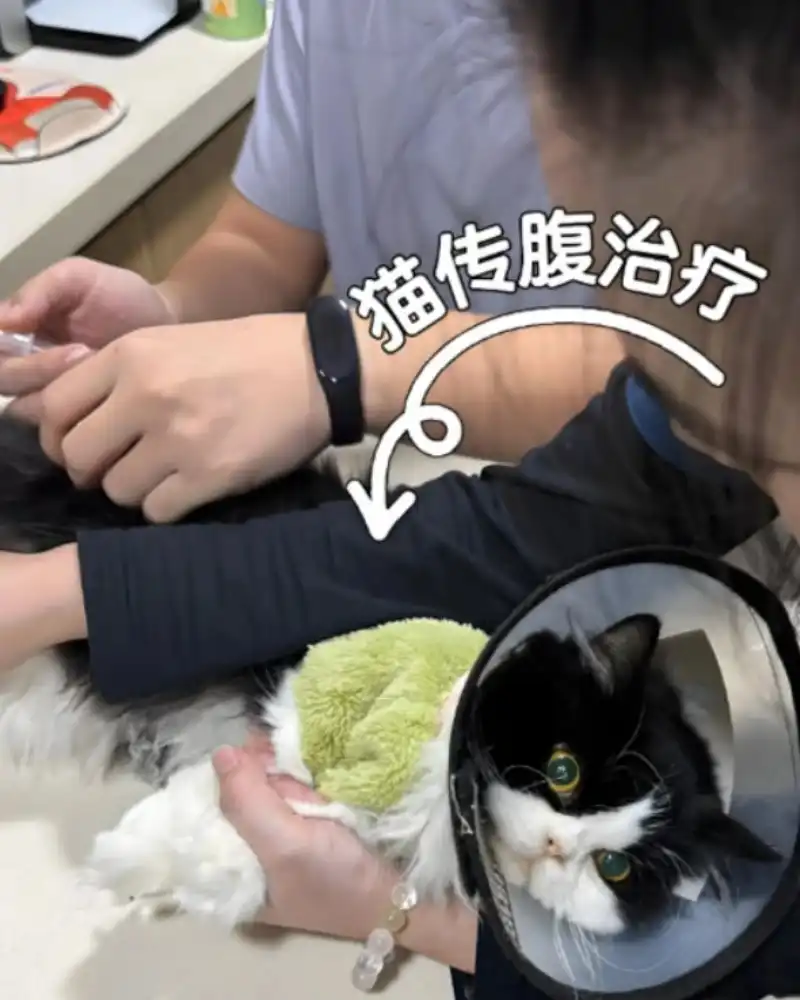 GS-441524 Fip Wholesale | Shaanxi BLOOM Tech Co., Ltd