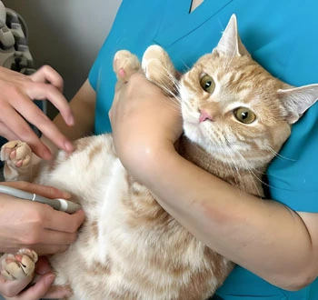 GS-441524 drug | Shaanxi BLOOM Tech Co., Ltd