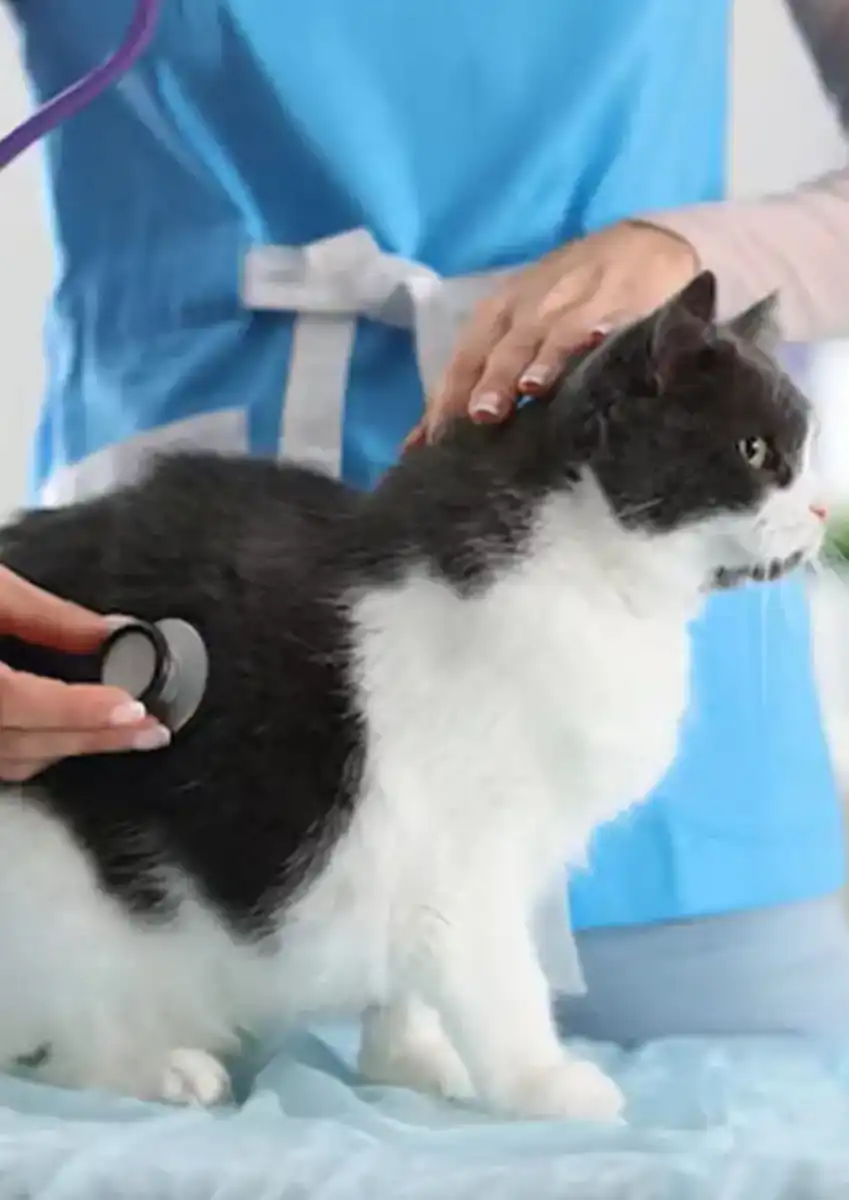 free cat fip treatment | Shaanxi BLOOM Tech Co., Ltd free cat fip treatment | Shaanxi BLOOM Tech Co., Ltd