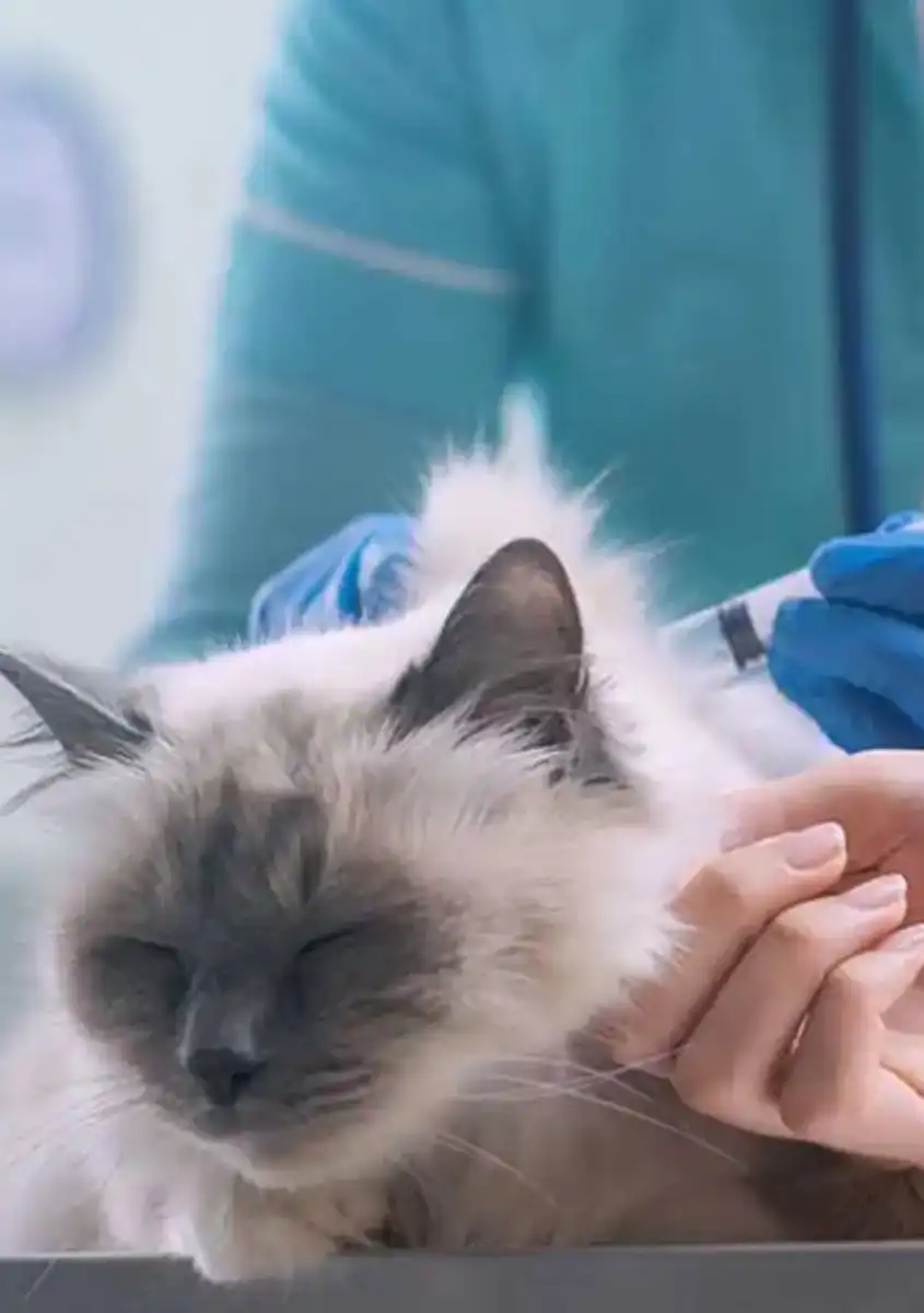 gs 441524 pills  | Shaanxi BLOOM Tech Co., Ltd