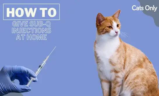 A Step-by-Step Guide to Giving GS-441524 Injections to Your Cat at Home