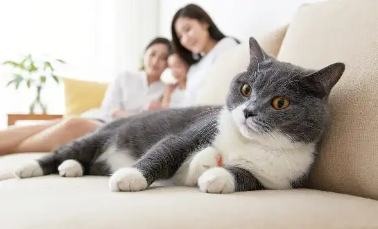 How to Tell if Your Cat is Fully Cured After GS-441524 Treatment?