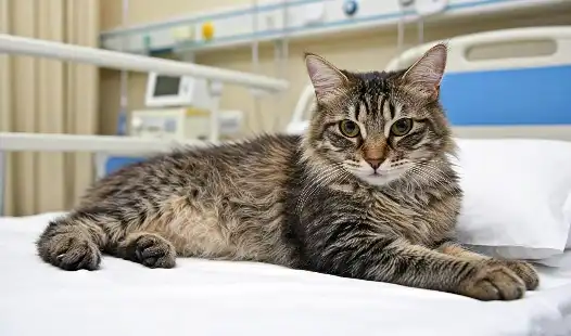 From Despair to Hope: A Cat Owner's GS-441524 Treatment Journey