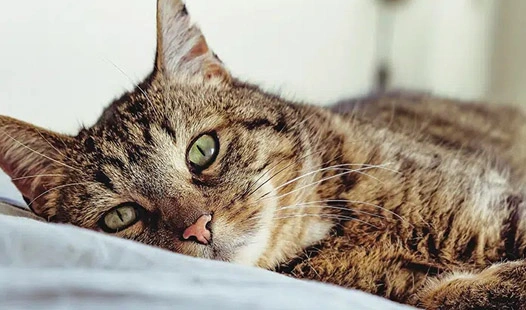 A True Story: GS-441524 Saved My Cat's Life