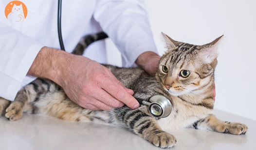 Before and After: My Cat's Bloodwork on GS-441524 Treatment
